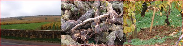 replacing vines in roman�e-conti