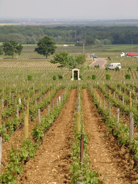 Clos de la Roche - looking downhill to the gate of Morey St.Denis 1er Clos des Ormes