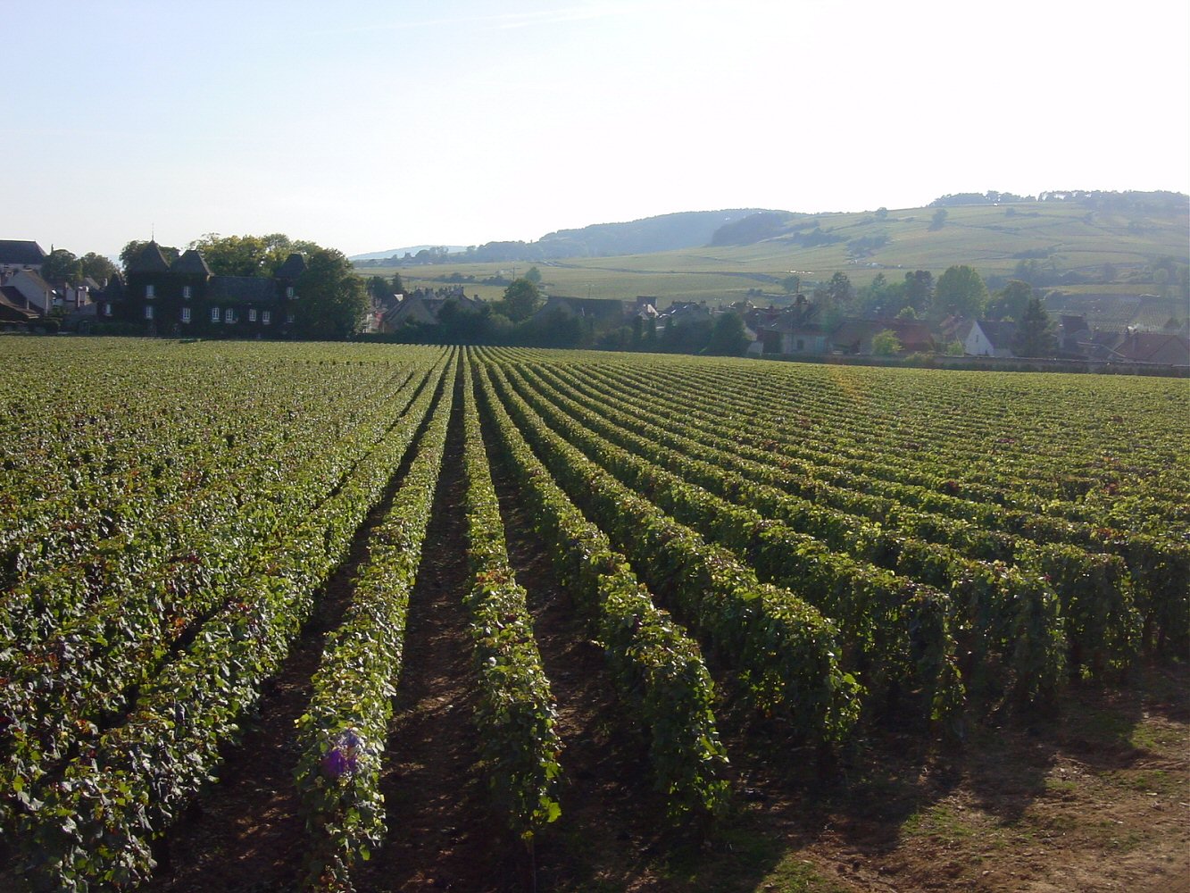 pommard clos de la commaraine