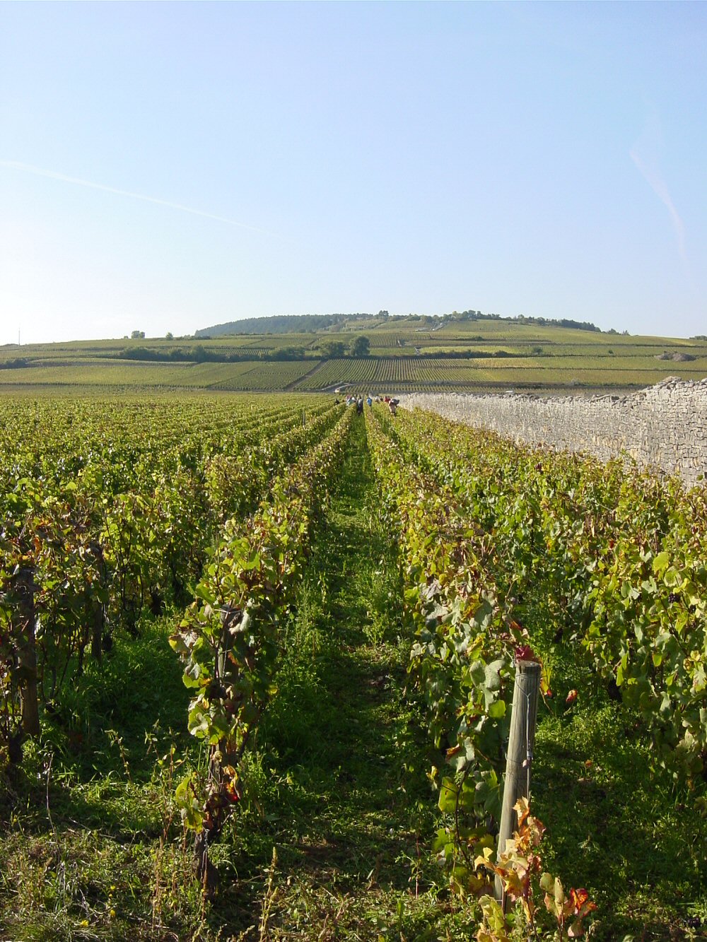 harvesting pommard grands epenots 2