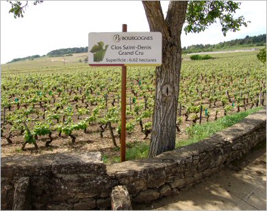 Clos Saint Denis