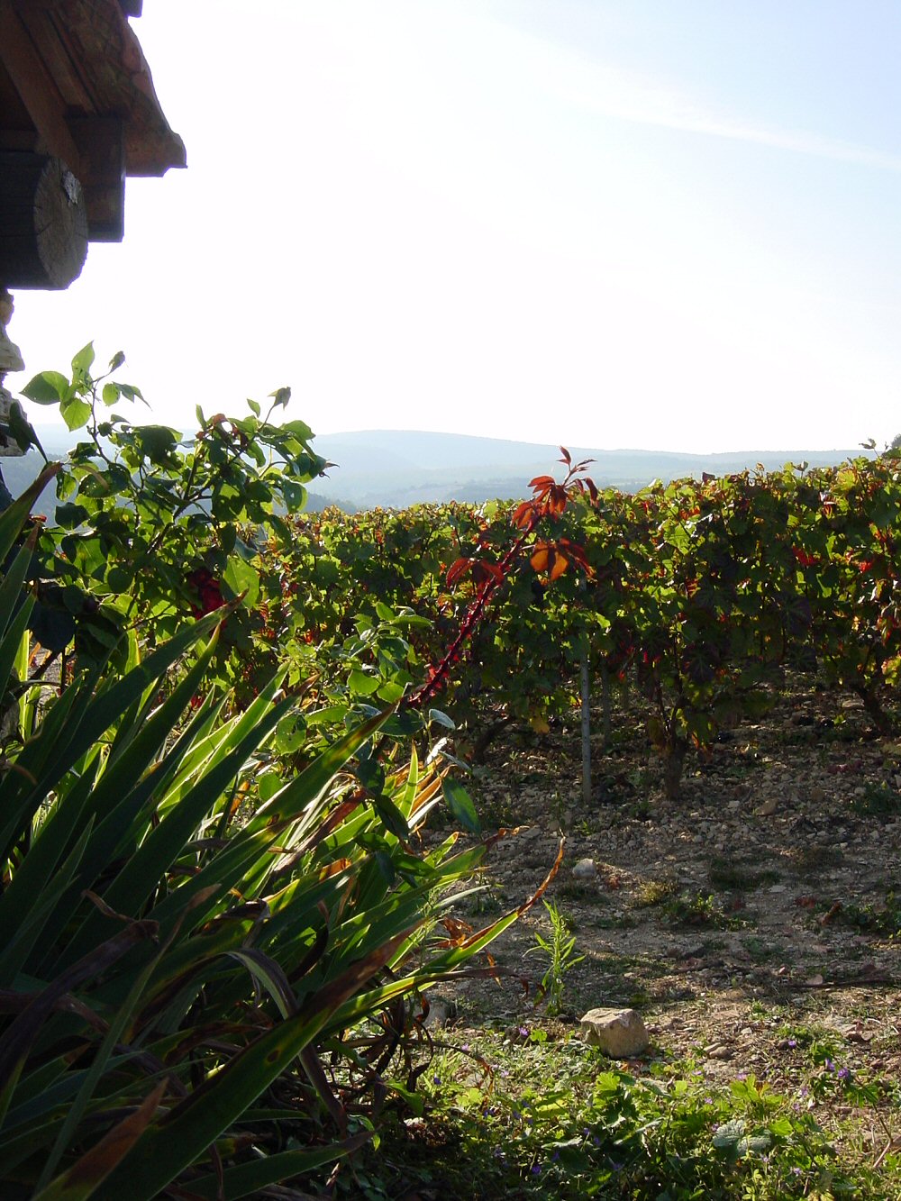 pommard les vignots