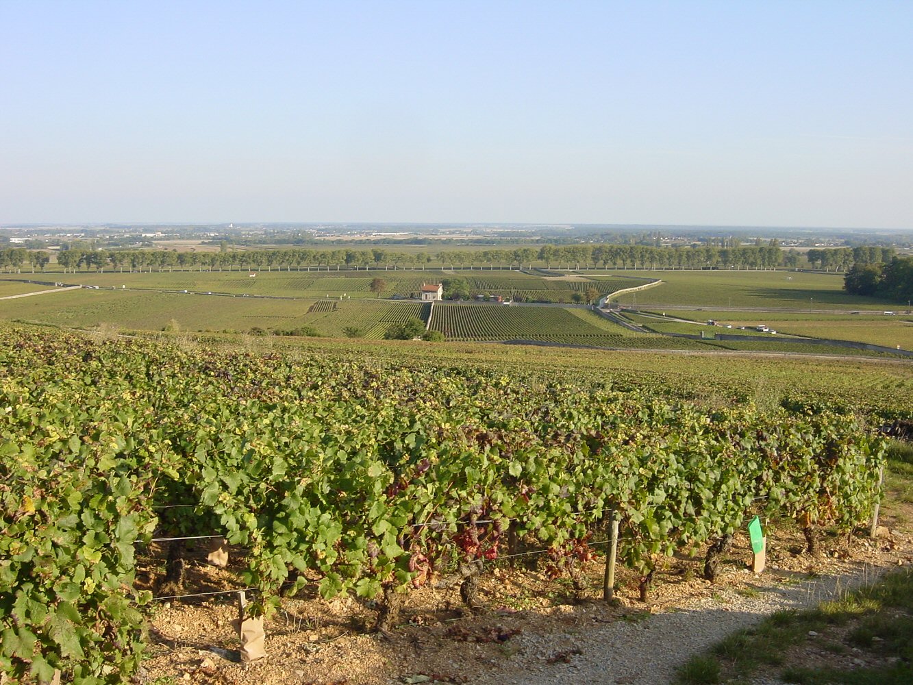pommard looking over charmois and epenots