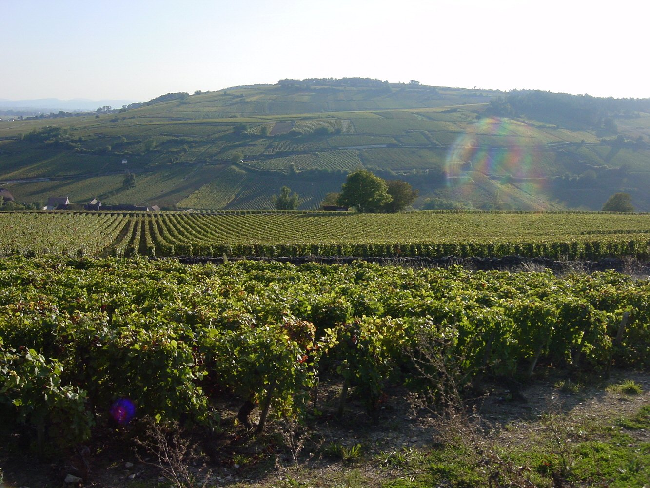 pommard looking towards volnay