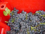 DSC00224 Corton Clos du Roi