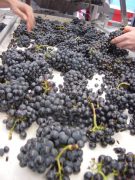 DSC00226 Sorting Gevrey