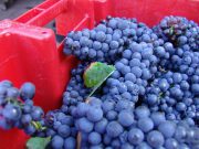 DSC02656 Corton Rognets - perfect grapes