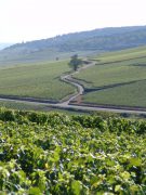 DSC02663 From Pernand - the road to Savigny...