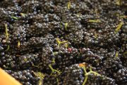 Dujac Harvest_2009_004 Dujac Harvest