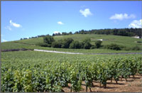Corton Perrieres