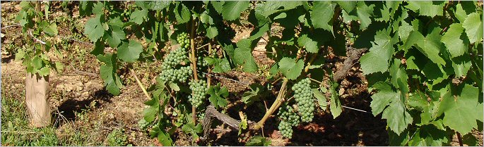 dublere - vines outside the front door dublere - vines outside the front door