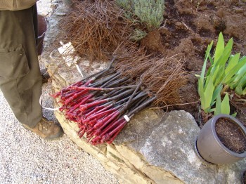 Massale selections from the Clos des Epeneaux 