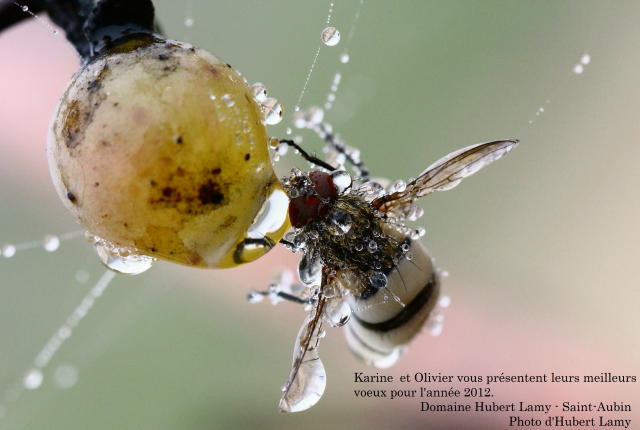 Voeux 2012_1_1