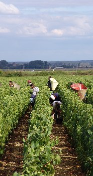 meursault vendange