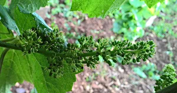 WP_20160617_19_52_58_Pro-2