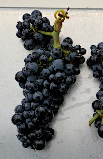 2015 Red Burgundy – Burgundy-Report