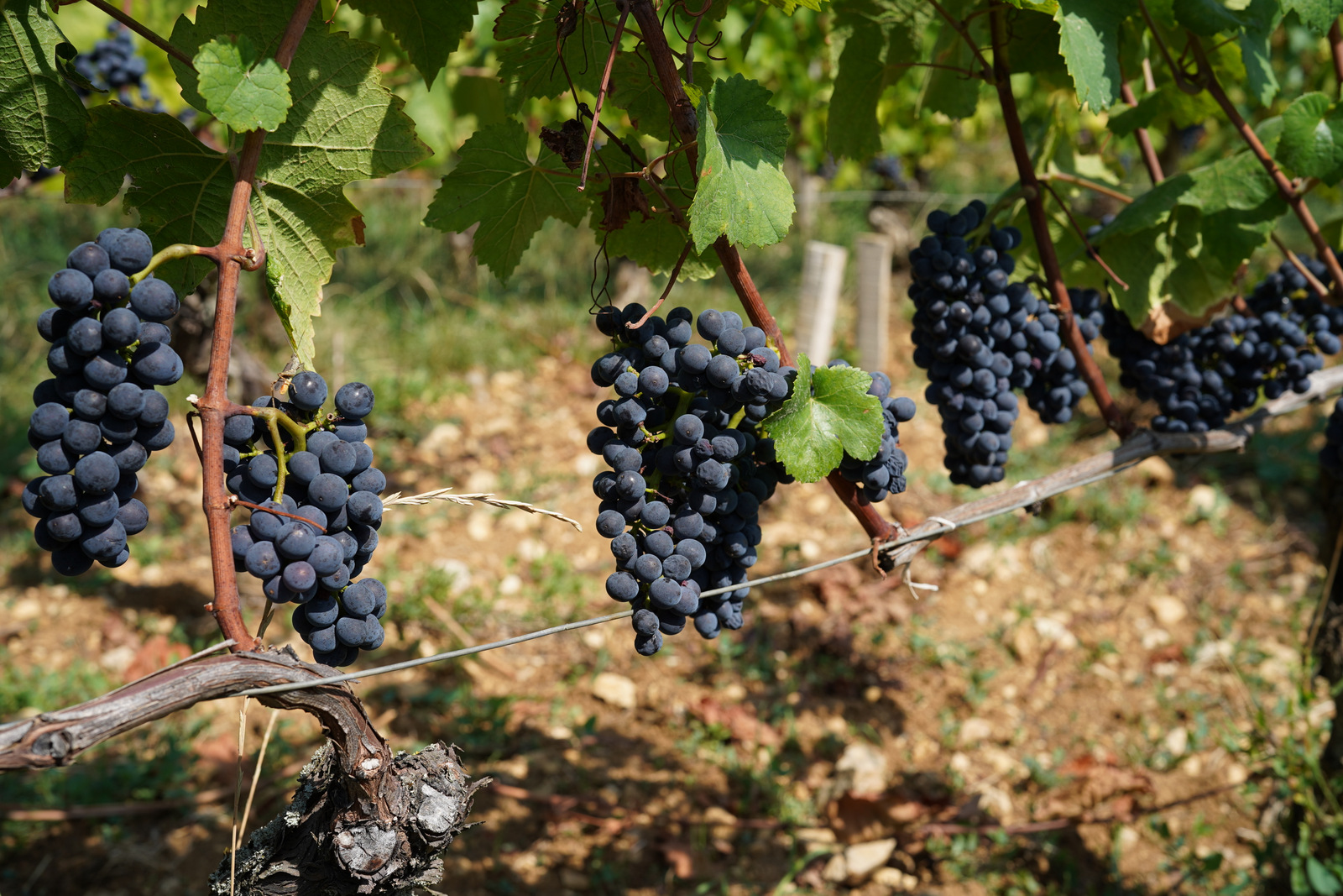 DSC07708 – Burgundy-Report