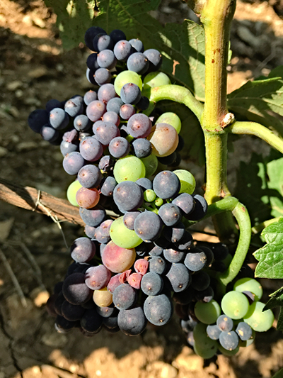 2018 Red Burgundy Report – Burgundy-Report