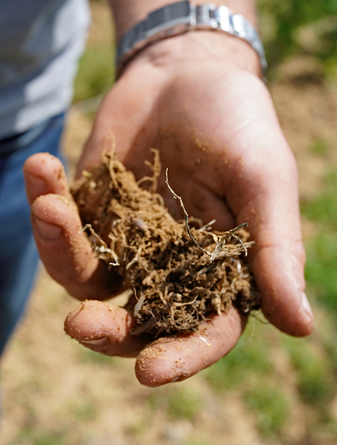 Lantignié soil