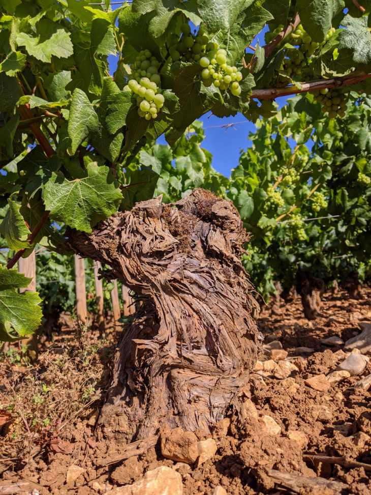 Old vines - Folatières
