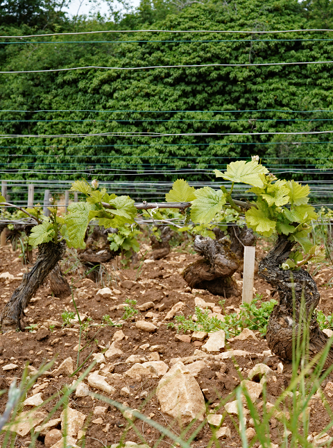 Corton - 6 weeks after the frost