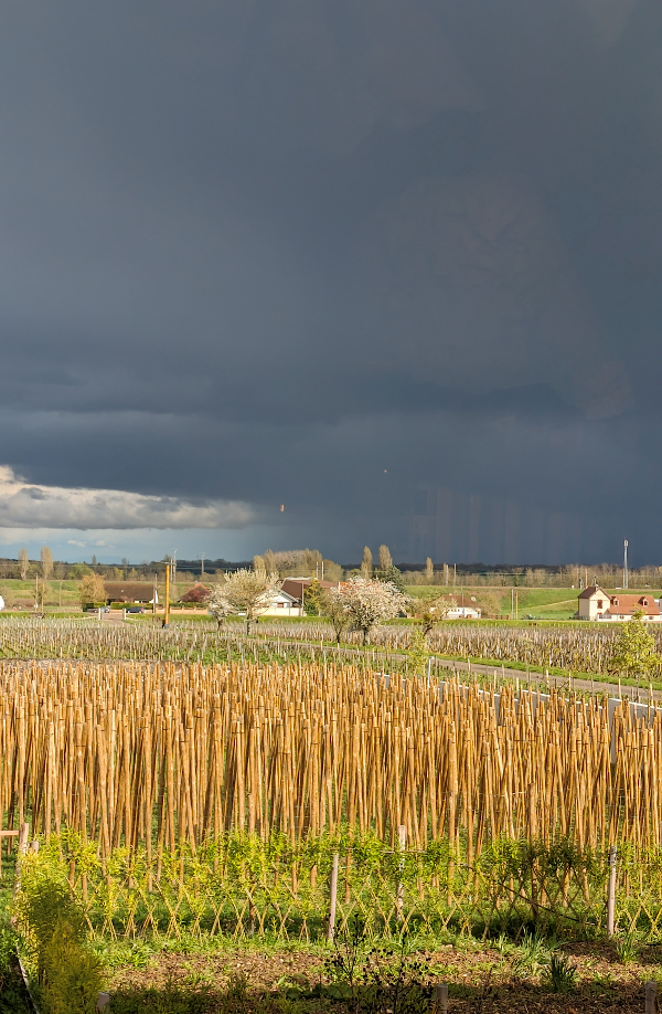 The 2024 burgundy vintage