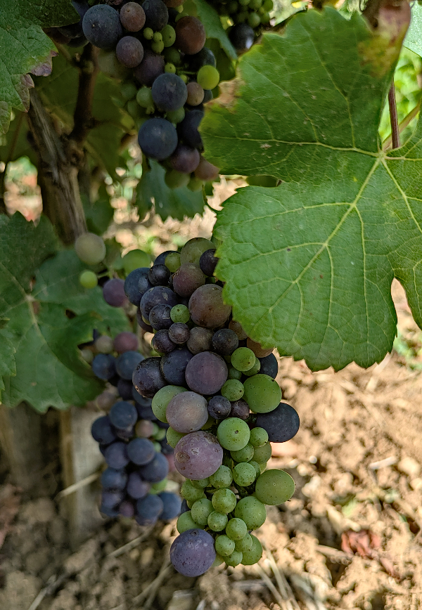 23-Aug-2024-Pommard-1er