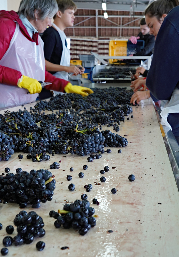 Hospices de Beaune 2024 Harvest